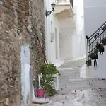 Bougainvillea